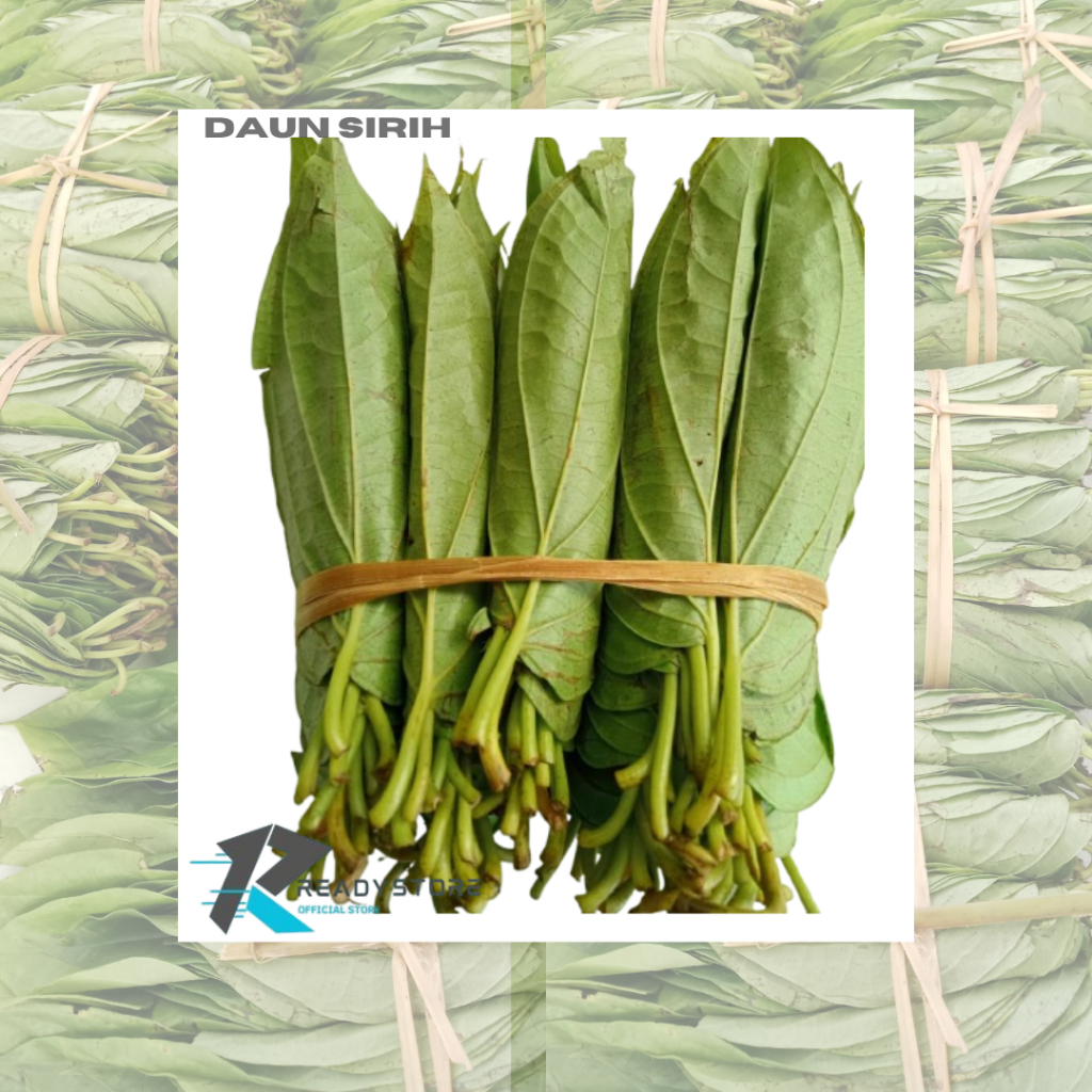 

Promo 2Kepit/2Ikat Daun Sirih Medan Sirih Tiga Binanga Sirih Asli Tanah Karo Demban Asli Medan