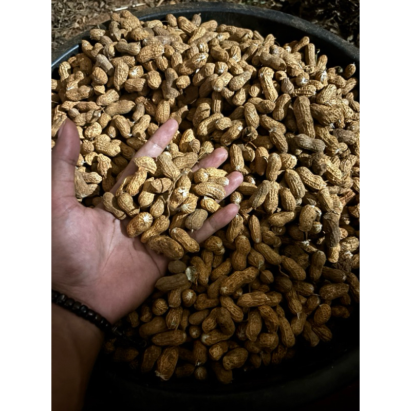 

kacang kering ori lokal guys