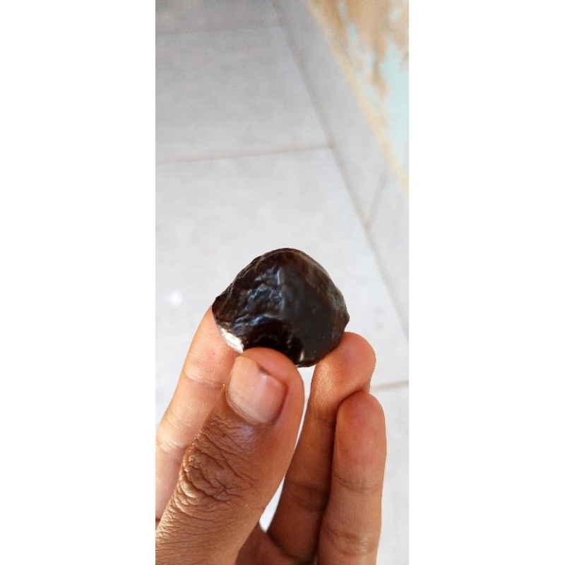 Muncang Adu Urgen Jenis Yanti Si Gemol ( BUAH PUCUK+DAHAN )