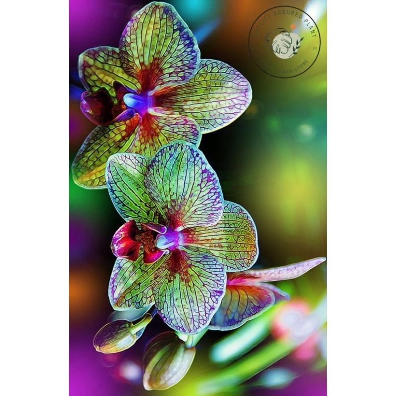 tanaman hias anggrek bulan galaxy // anggrek bulan import premium // anggrek panda jumbo