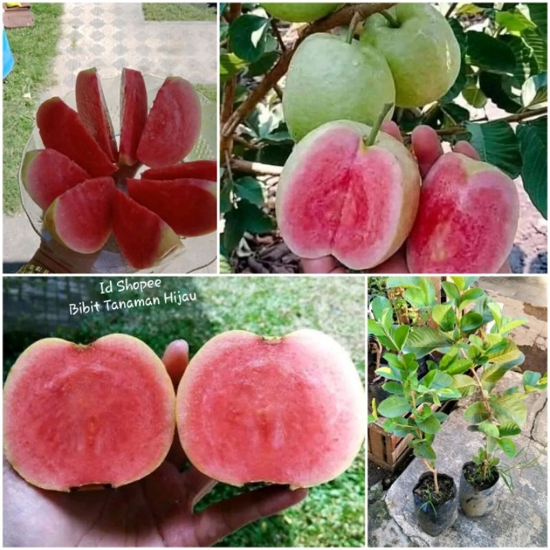 Bibit Jambu Kristal Merah / Jambu Sukun Merah