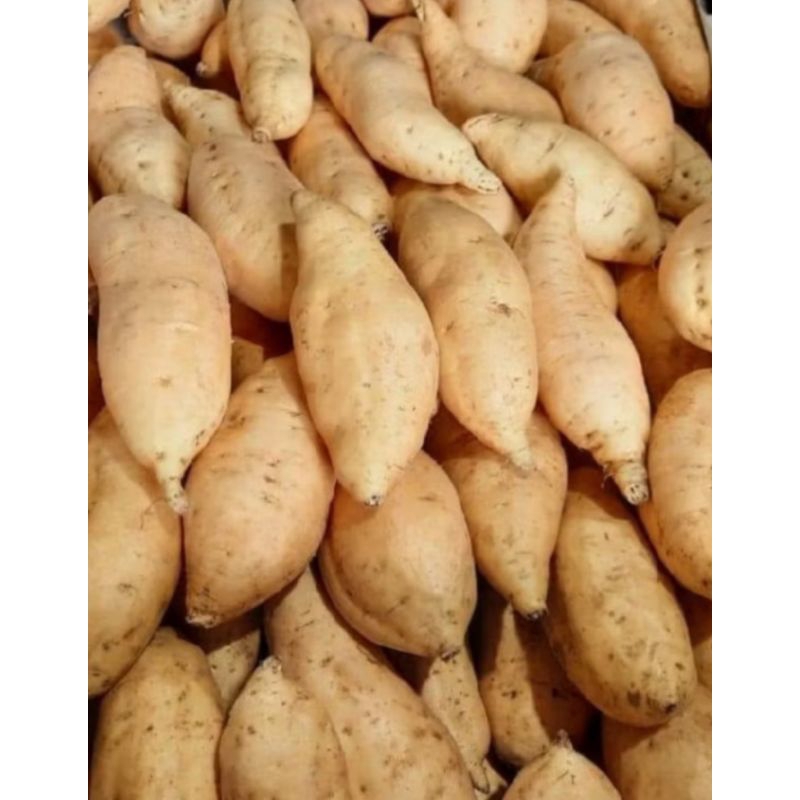 

ubi Cilembu madu 1kg