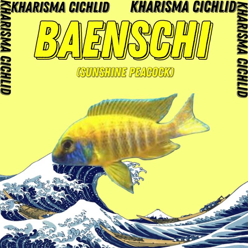 Baenschi Benga Peacock Cichlid Murah