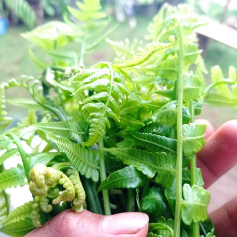 

Sayur lodeh Pakis segar per 250 gram + rombeh/ bunga kecombrang