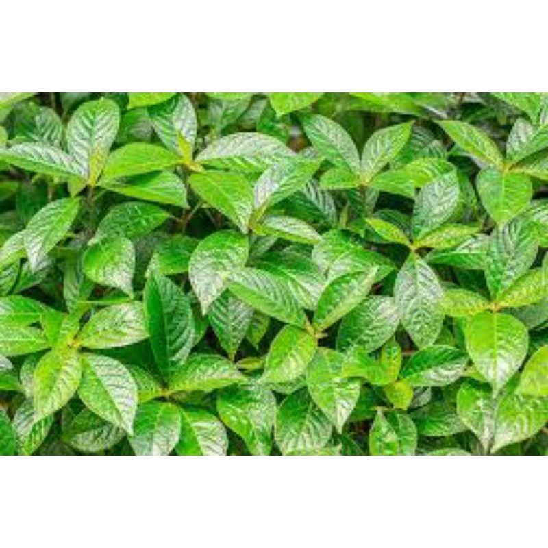 

Daun keji beling,pecah beling untuk kesehatan
