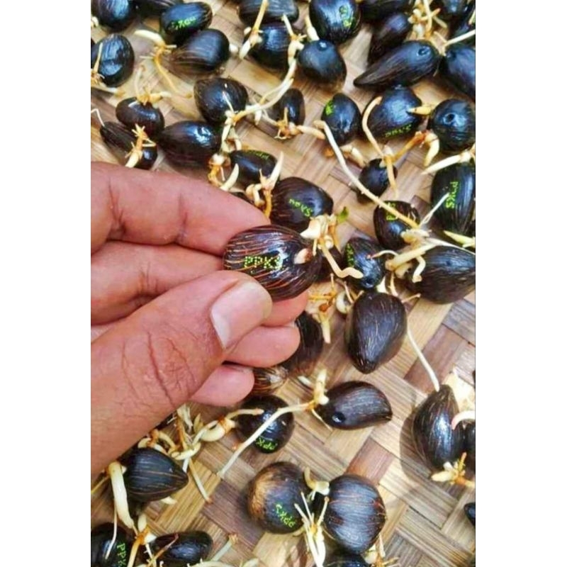 Benih Sawit Unggul Marehat dumpy original