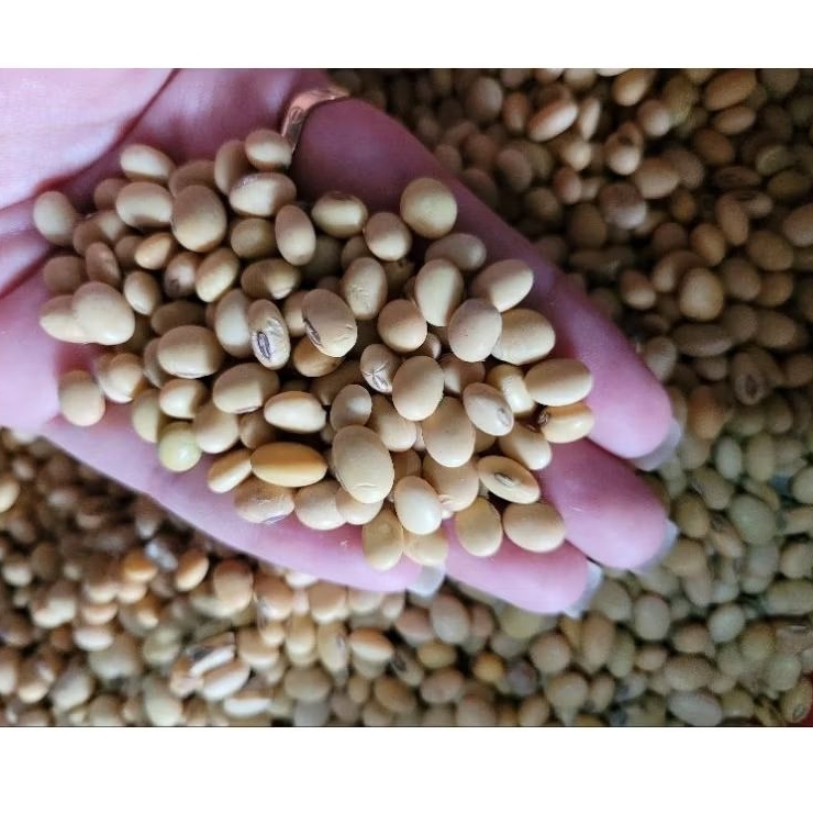1KG KEDELAI PUTIH GROSIR TERMURAH |UNTUK TAHU/TEMPE |SUSU KEDELAIi