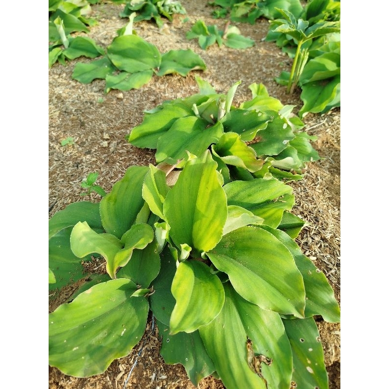

Daun kencur cikur segar 10 lembar fresh