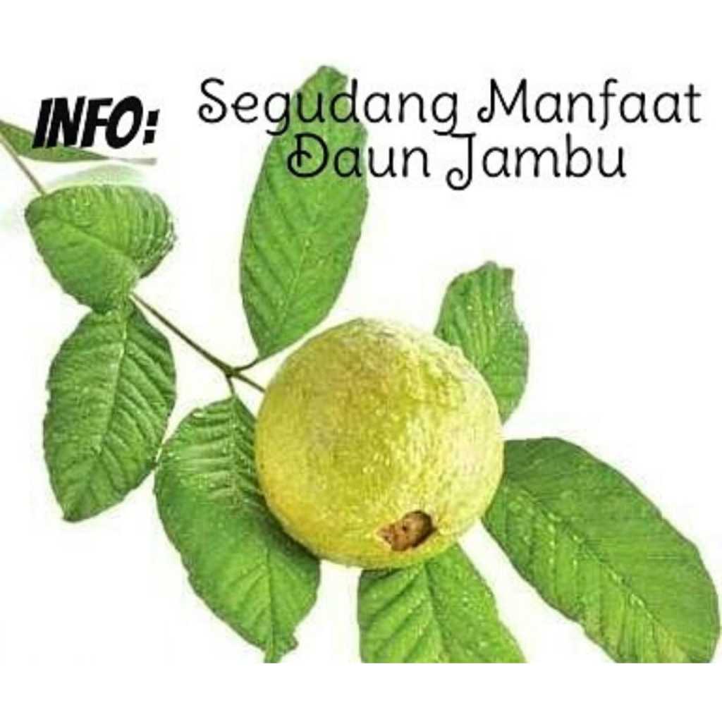 

Daun Jambu Biji Segar Per 50 Lembar Termurah