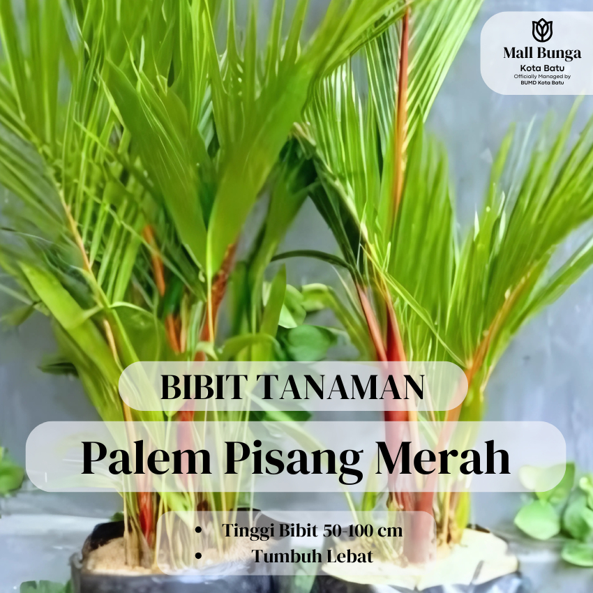 Tanaman Hias Palem Pinang Merah - Pohon Pinang Lipstik Tinggi Bibit 50-100 cm
