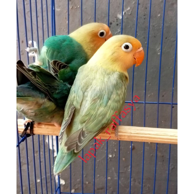 burung lovebird biola PB pastel paud