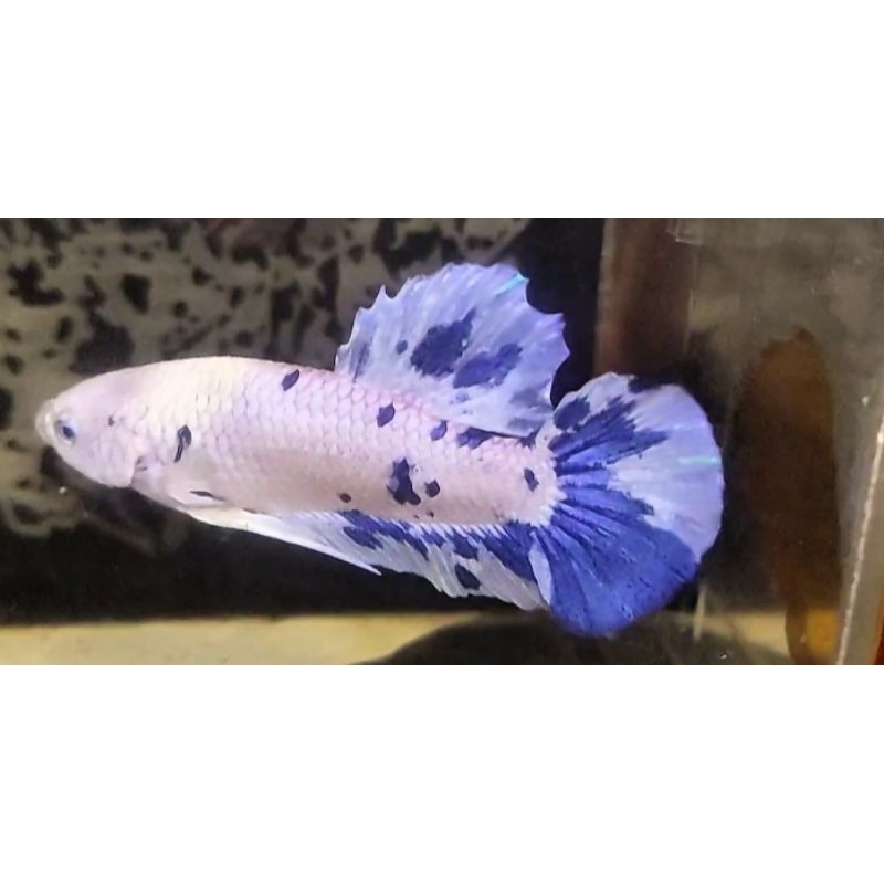 

CUPANG GIANT DOT DOT BO 5