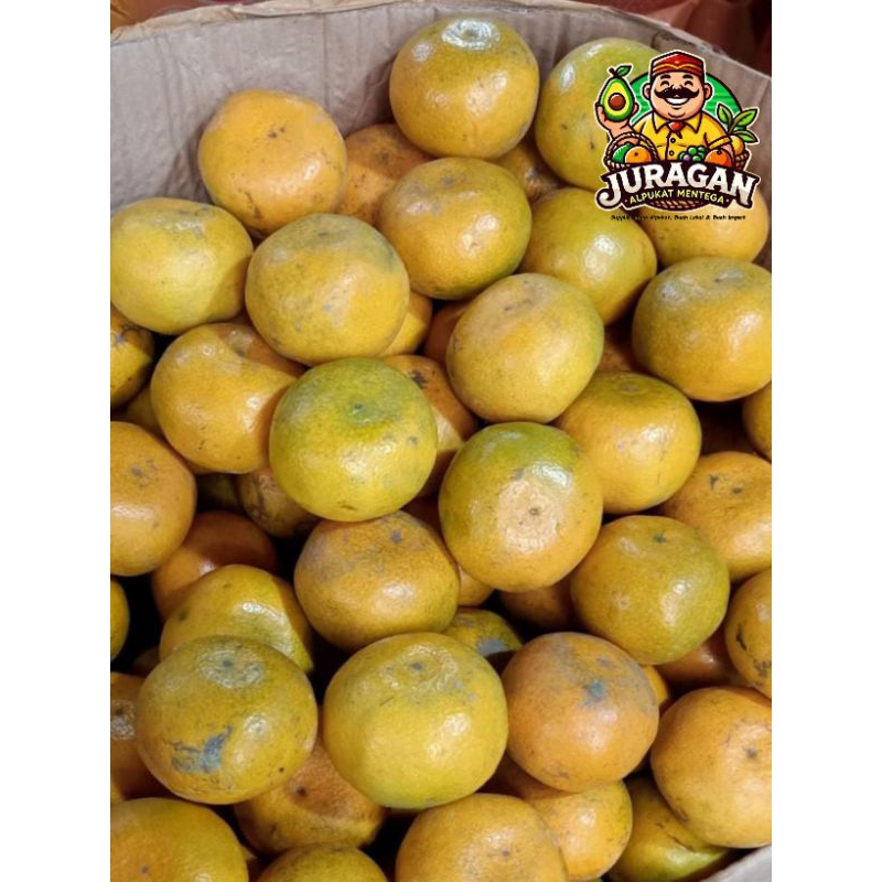 

Jeruk Medan Brastagi / Buah Jeruk Medan Fresh