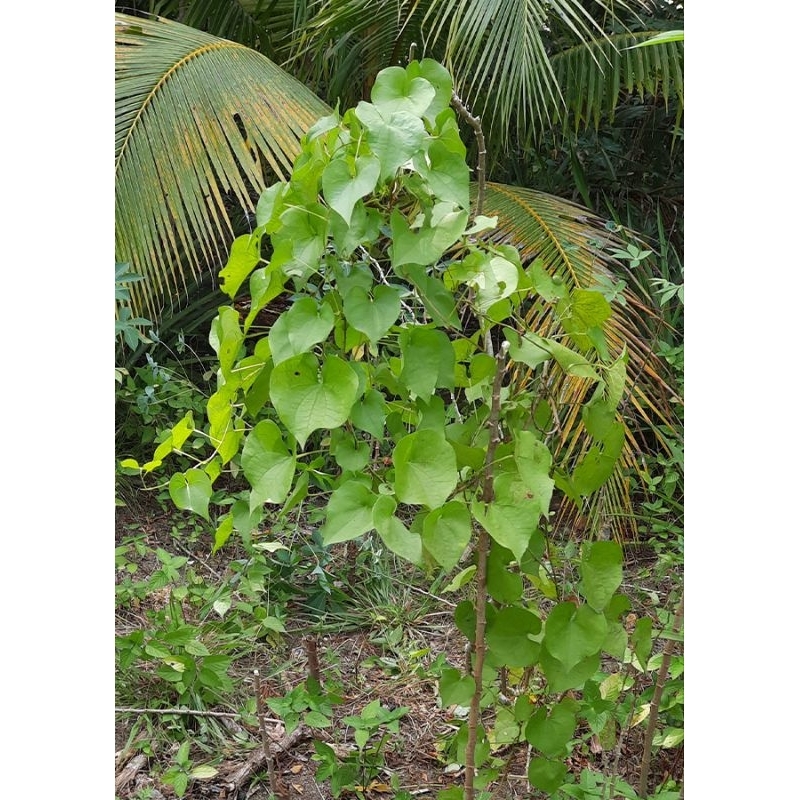 bibit umbi gembili, bibit gembili, bibit tanaman gembili.