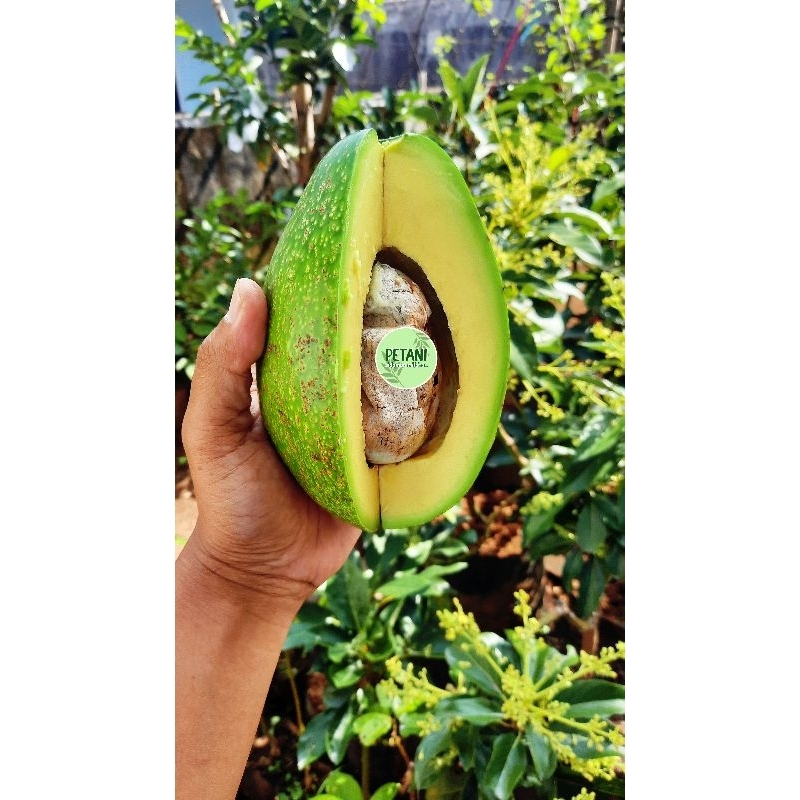 Entres Alpukat Import Vietnam & Thailand