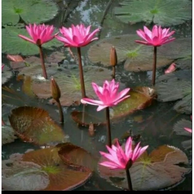 Bibit bunga teratai penghias kolam