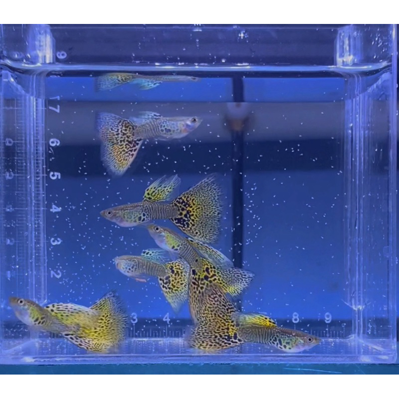 Hiasan aquarium ikan Guppy Yellow Cobra
