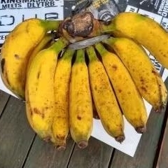 

Pisang Raja 1 sisir