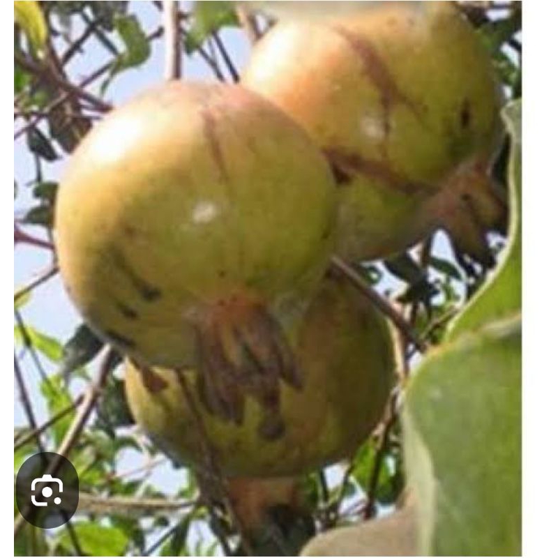 

buah delima putih