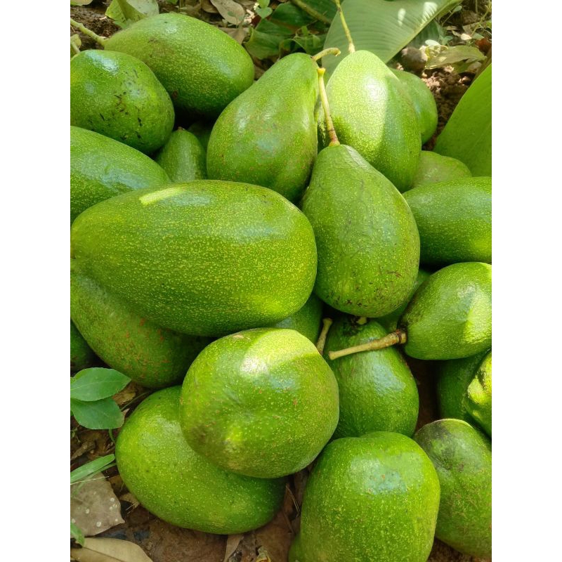 

alpukat mentega Muria 1 kg isi 4