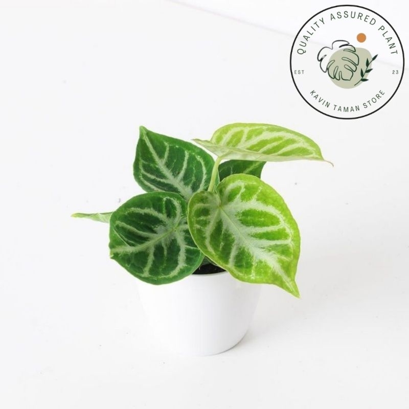 tanaman hias anthurium silver blush // anthurium dorayaki. // kuping gajah dorayaki // kuping gajah