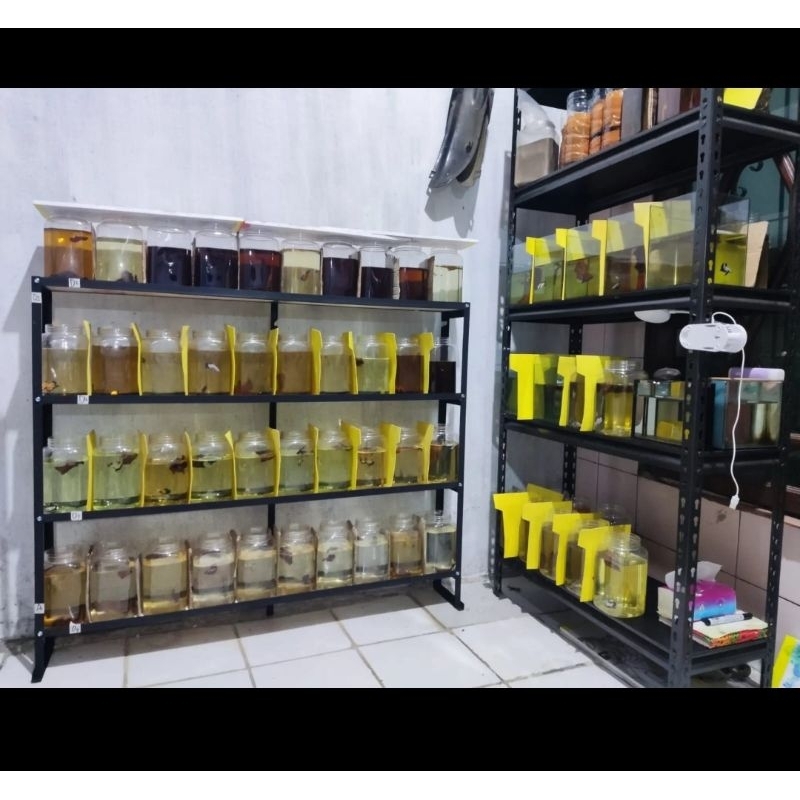 Rak cupang 5 susun T130 x L16 x P150 muat 50 toples 4 Ltr