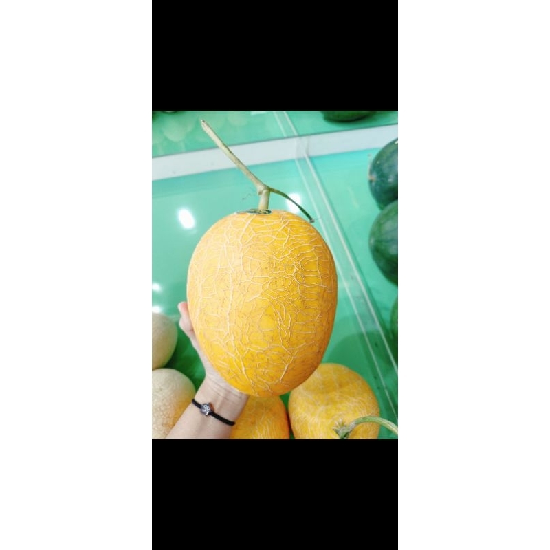 

Melon Golden