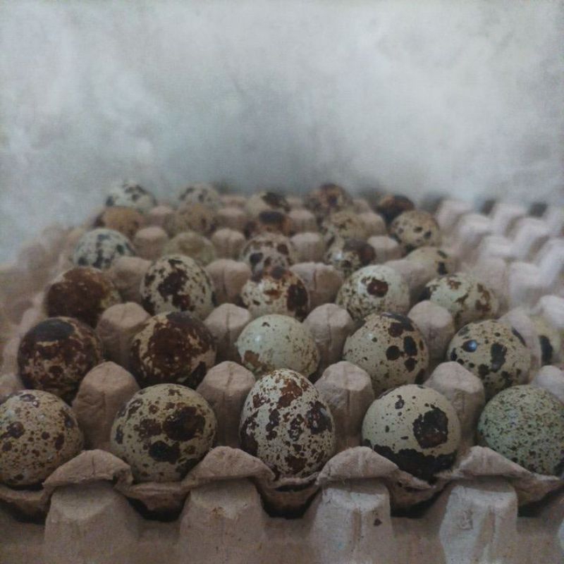 

Telur Puyuh 15 Butir