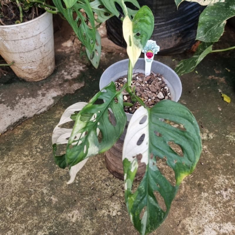 Monstera Adansonii Variegata Japan (Janbol variegata jepang)