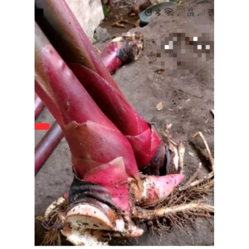 Bibit pohon kecombrang merah 1 bibit pohon kecombrang merah