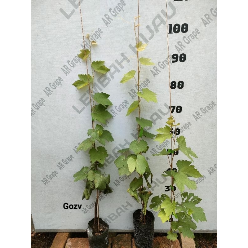 Bibit anggur import varietas Gosv