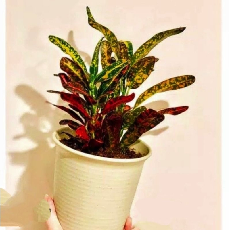 tanaman hias puring cabai merah - bibit tanaman puring cabe - pohon puring cabe merah