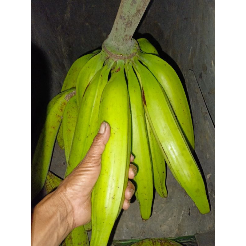 

PISANG TANDUK MURIA, HARGA UNTUK 3PCS
