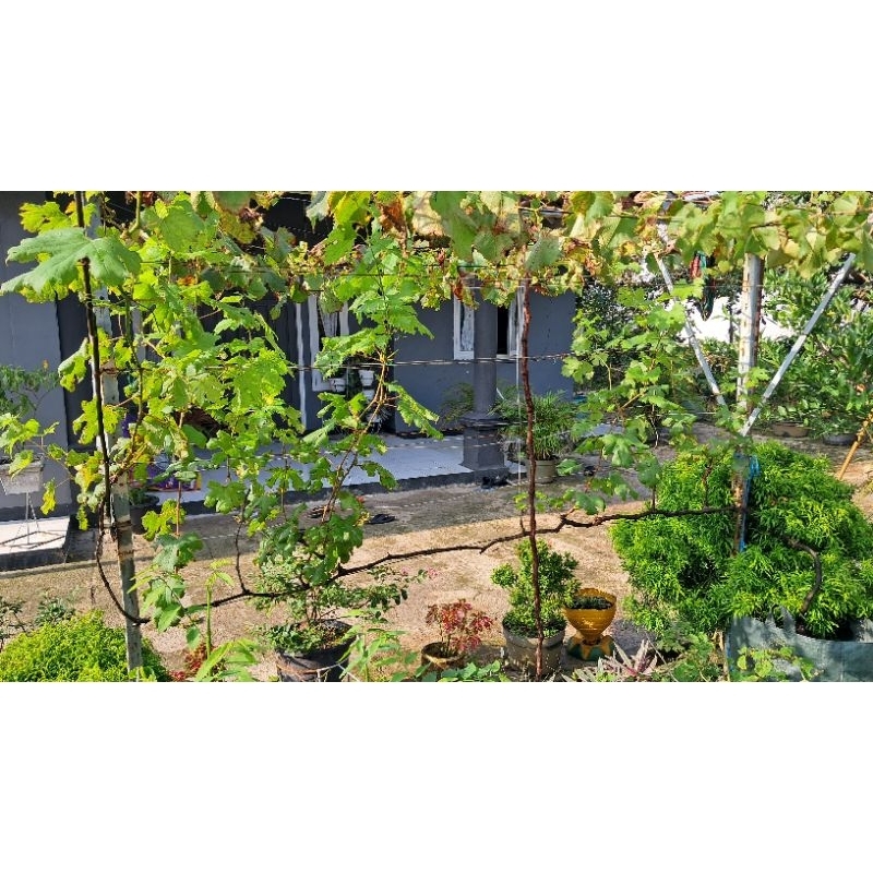 Pohon Anggur Laura Besar Sudah Pernah Berbuah