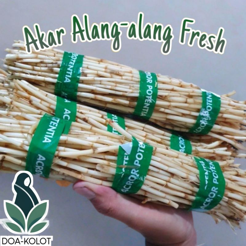 

Akar Alang-alang Segar 1kg ( tidak kering ) Herbal Akar Alang-alang Fresh