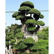 Bibit Beringin Dollar - Bahan Bonsai Dolar Beringin