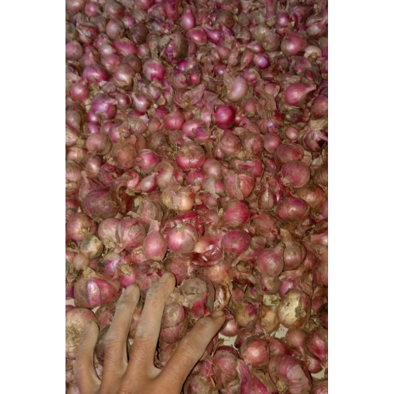 

bawang garut 1kg ukuran kecil