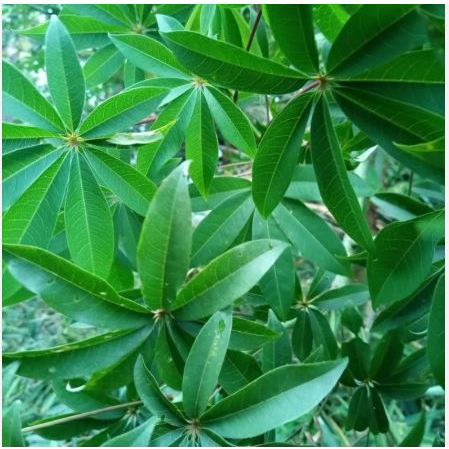 

DAUN RANDU SEGAR DAUN KAPUK