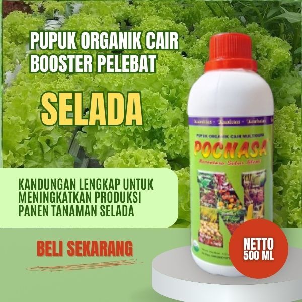 Pupuk Selada Hidroponik / Pupuk Selada / Pupuk Selada Air / Pupuk Selada Romaine / Selada Keriting