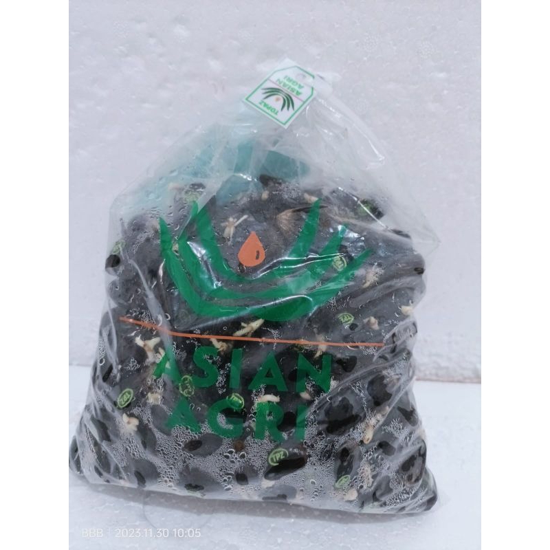 Bibi benih tanaman kelapa sawit Asian agri  Topaz