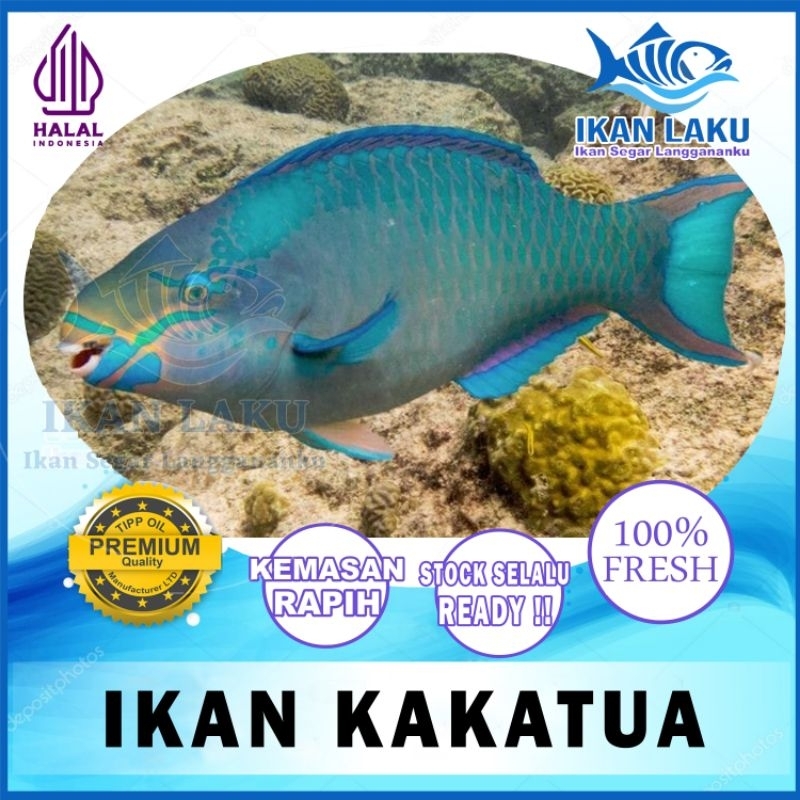 

PRODUK BARU!!! IKAN KAKATUA PREMIUM IKAN LAKU IKAN SEGAR IKAN BEKU