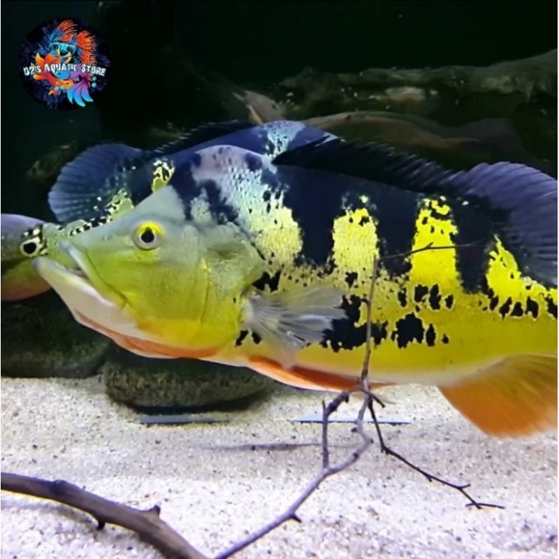 Hiasan Aquarium Pbass Mono GM Full Pelet Bob / Monoculus GM / Mono Blok