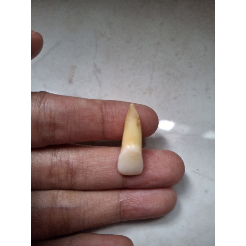 Unsur gigi praktikum Incisivus RA