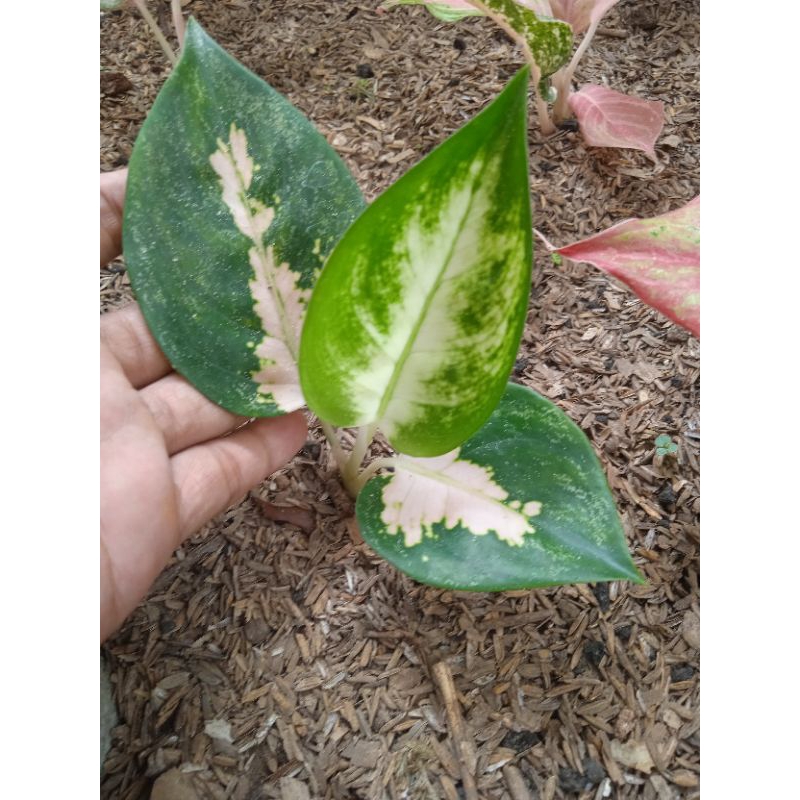 aglonema kochin cahaya