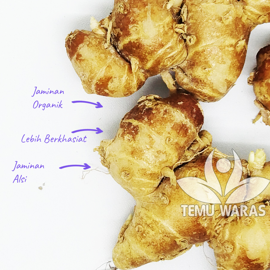 

Kencur 500gr Jamu Kecil Organik