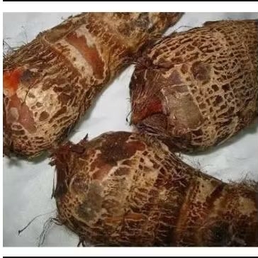 

UMBI TALAS GAJAH FRES TERMURAH