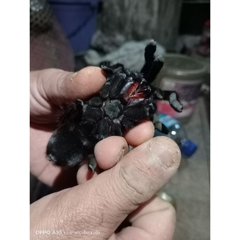 selenecosmia javanensis (tarantula jawa)