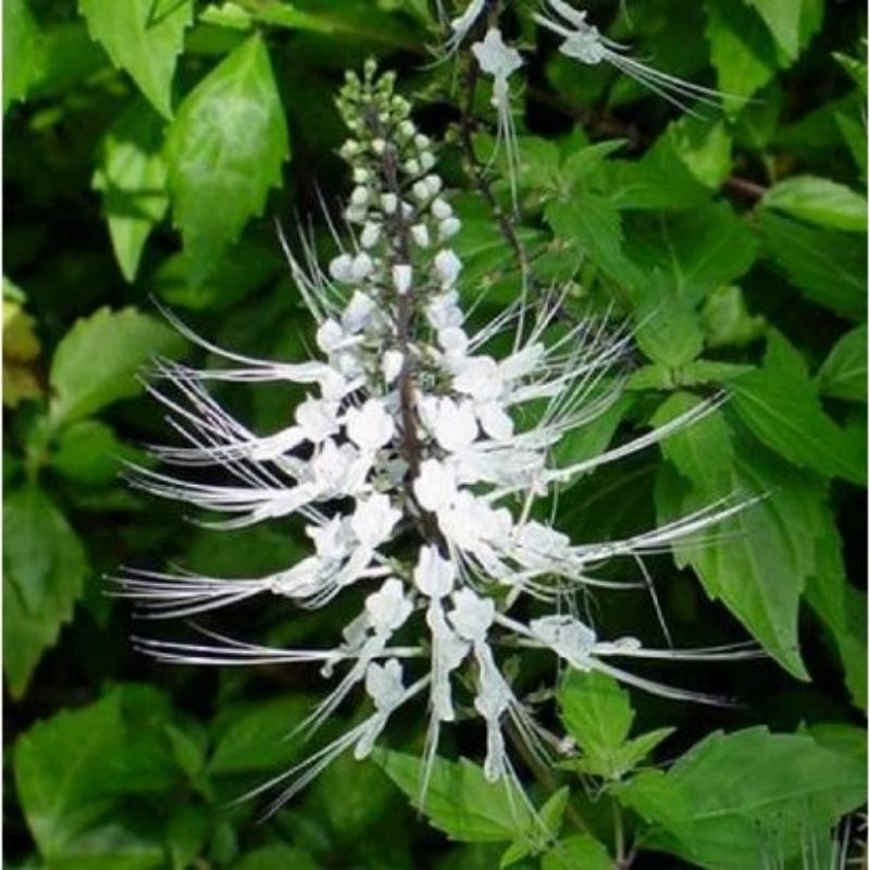 

Daun Kumis Kucing segar daun pres 100gr tanpa kimia, order lansung petik Obat Herbal