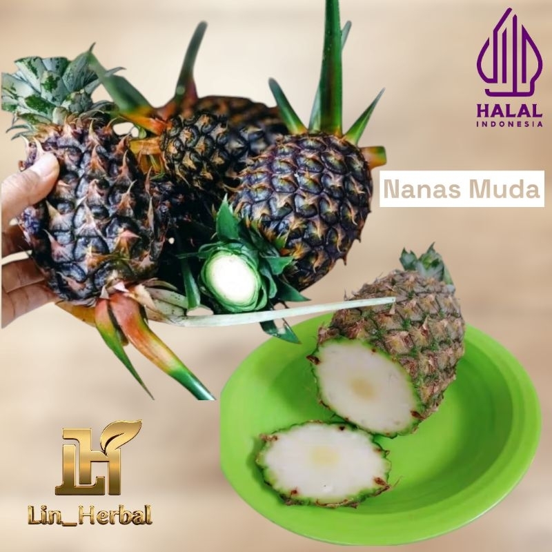 

Pelancar H4id Buah Nanas Muda-Nanas Hutan 100% Organik