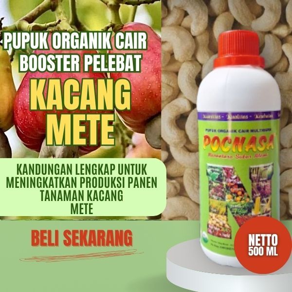 Pupuk Kacang Mete / Pupuk Kacang Mete Mentah / Pupuk Kacang Mete Wonogiri / Kacang Mete Panggang